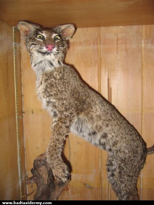 [Linked Image from badtaxidermy.com]